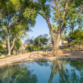 Discover the Hidden Gem of Chinati Hot Springs